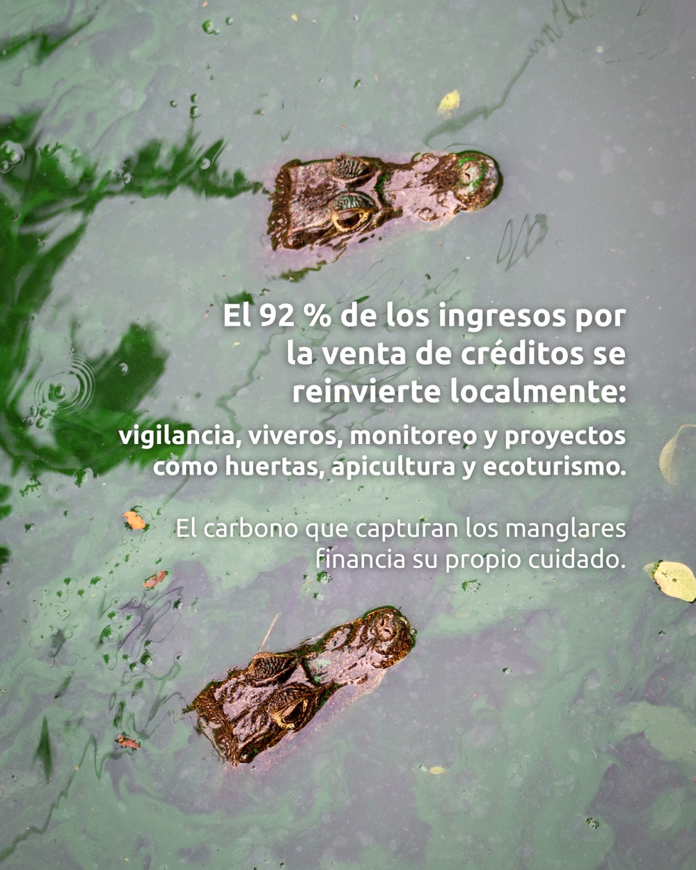 Slide 7 infografía 2